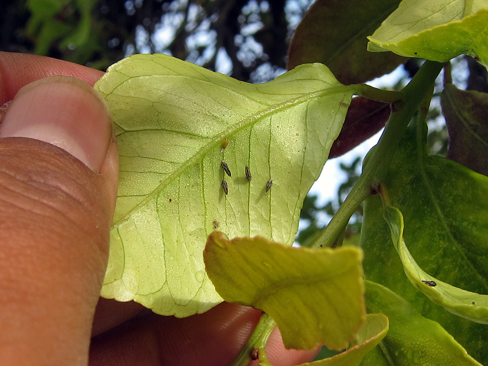 How to find the Asian citrus psyllid on citrus leaves