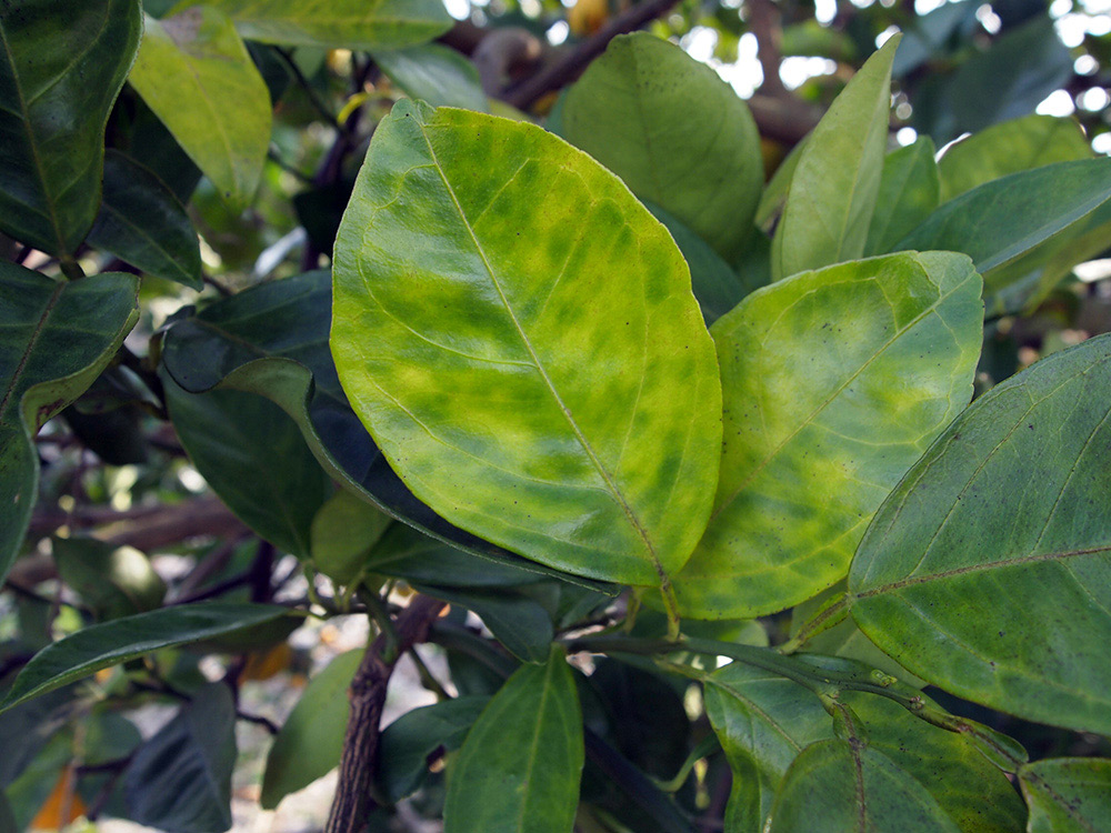 Citrus tree leaves turning yellow from Huanglongbing disease