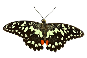 Lime Swallowtail Butterfly