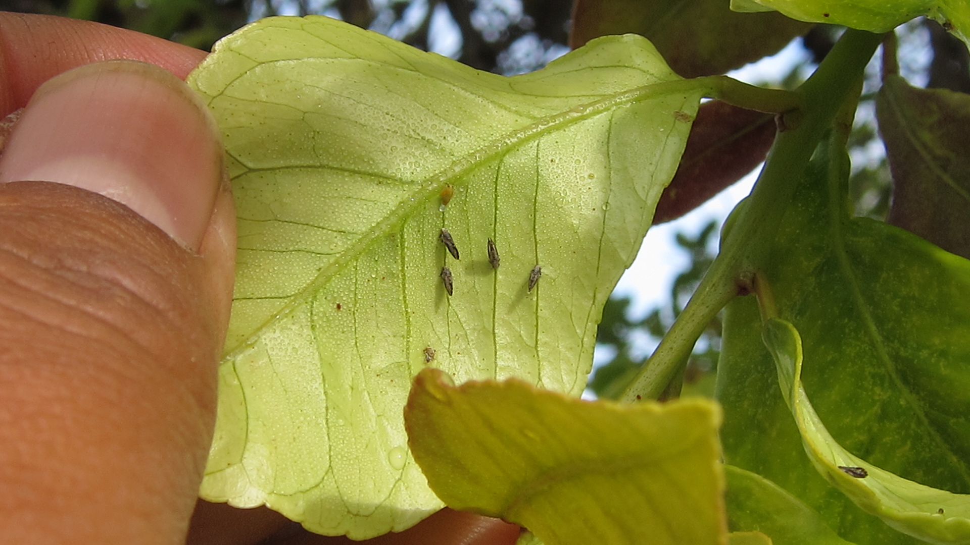 psyllid